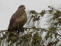 Black Kite