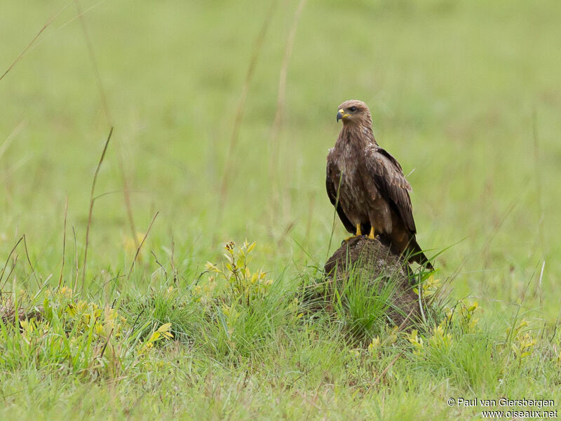 Black Kite