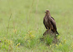 Black Kite