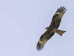 Black Kite