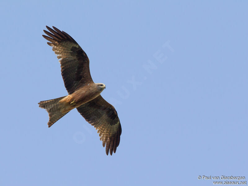 Black Kite