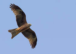 Black Kite