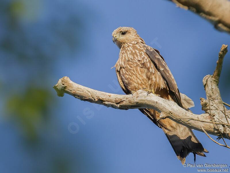 Black Kite