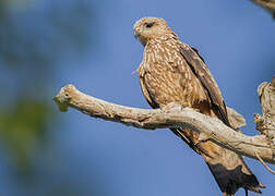 Black Kite