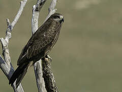 Black Kite