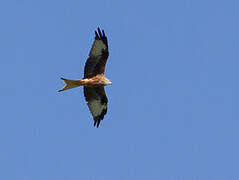 Red Kite