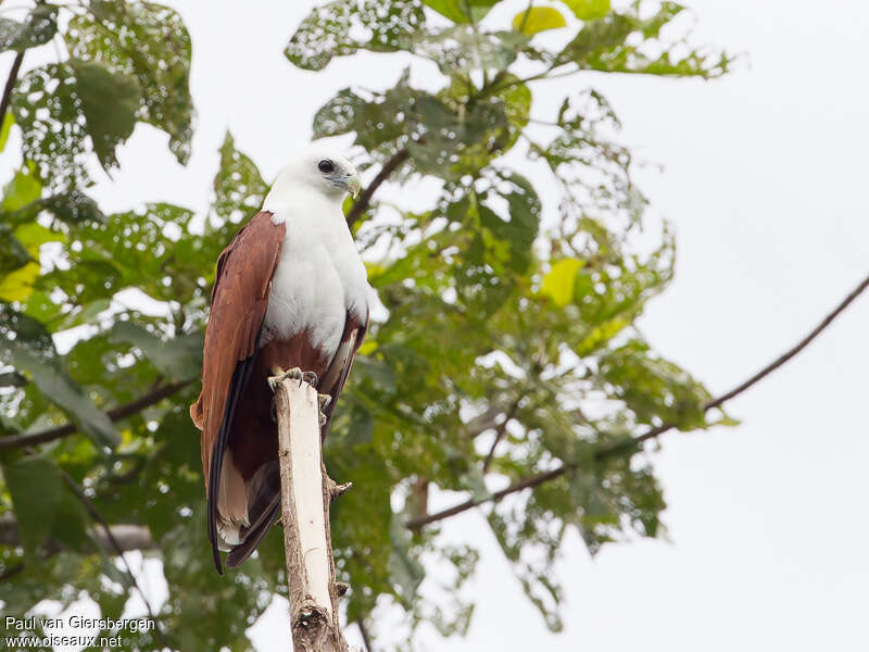 Brahminy Kiteadult, identification