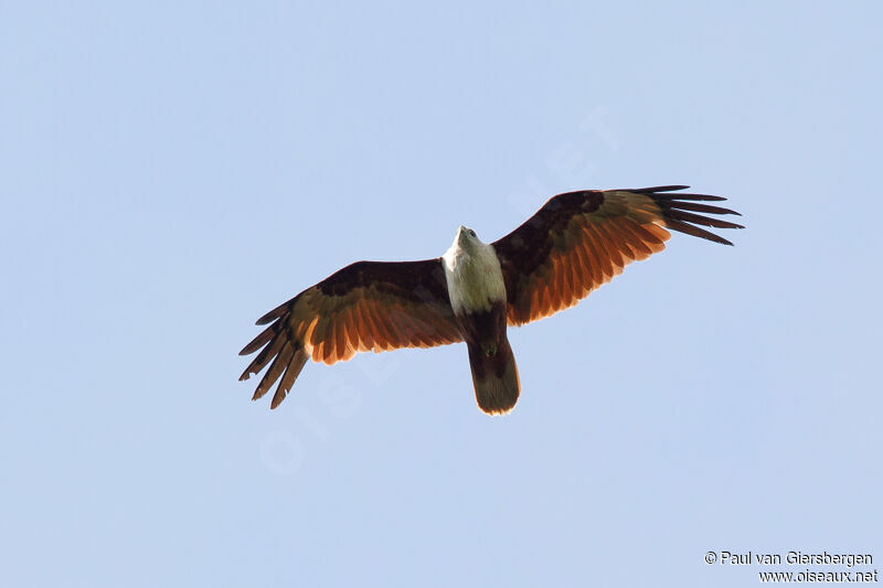 Brahminy Kite