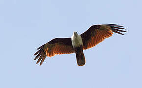 Brahminy Kite