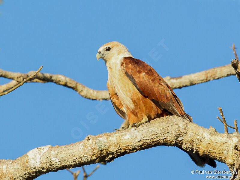 Brahminy Kiteimmature