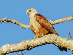 Brahminy Kite