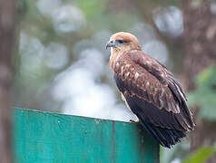 Brahminy Kite