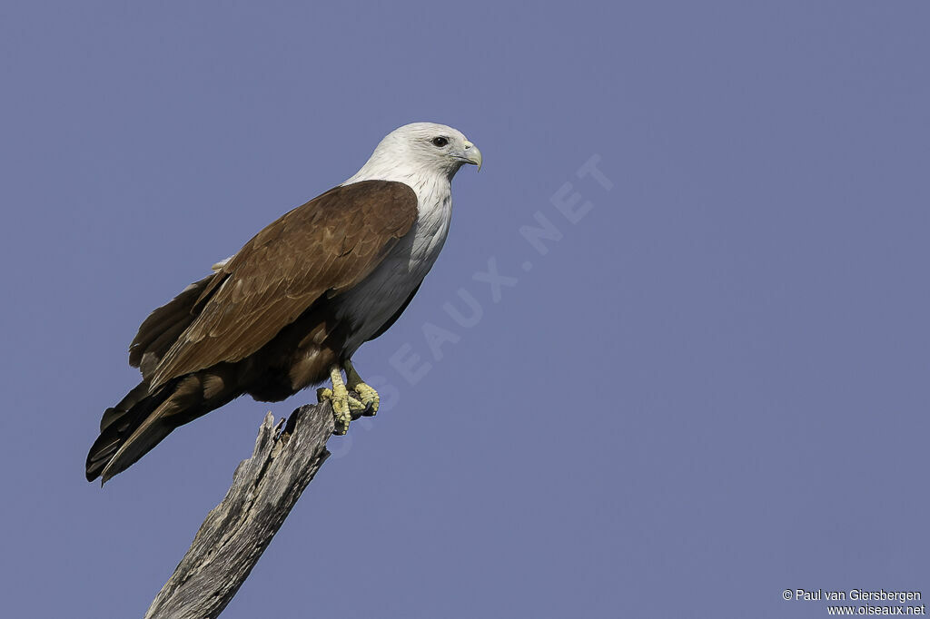 Brahminy Kiteadult