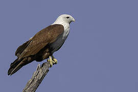 Brahminy Kite