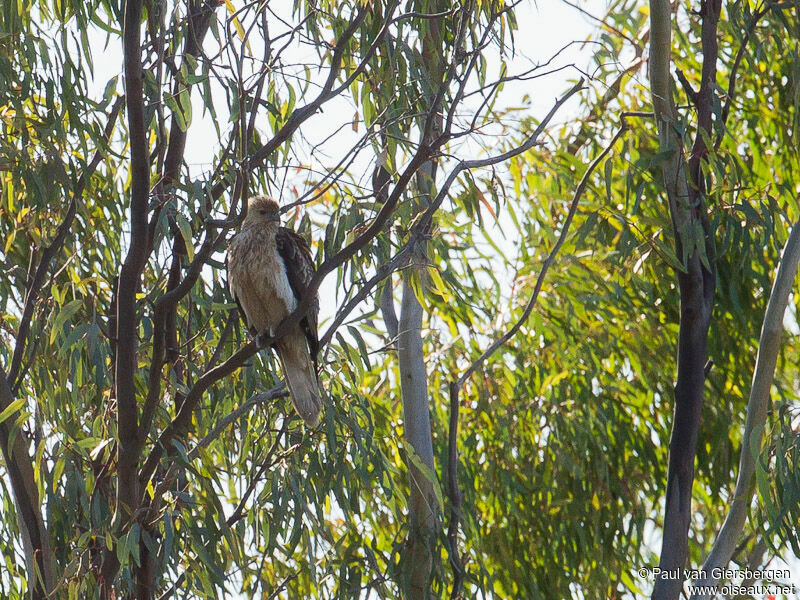 Whistling Kite