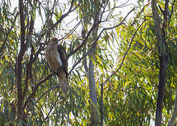 Whistling Kite