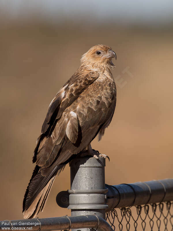 Whistling Kiteadult, identification