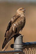 Whistling Kite