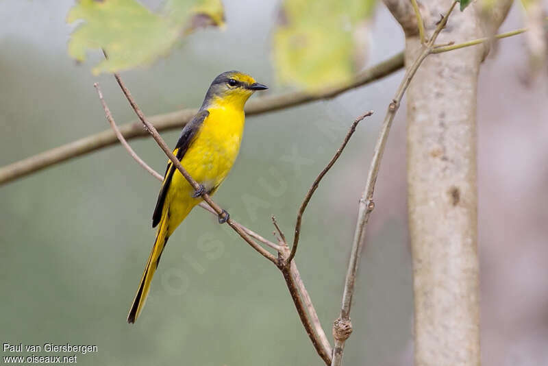 Minivet à bec court femelle adulte