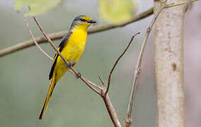 Short-billed Minivet