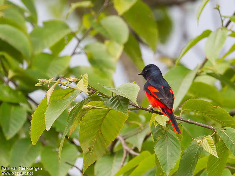 Minivet à bec court mâle adulte