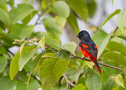 Minivet à bec court