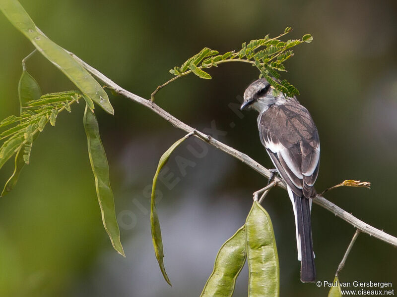 White-bellied Minivet