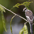 Minivet à ventre blanc