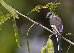 Minivet à ventre blanc