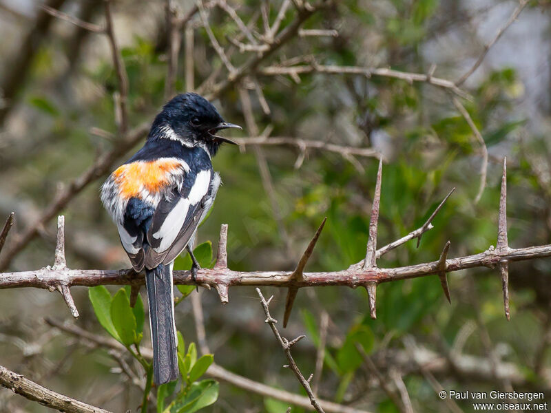 Minivet à ventre blanc