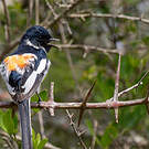 Minivet à ventre blanc