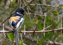 Minivet à ventre blanc