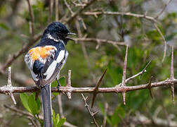 White-bellied Minivet