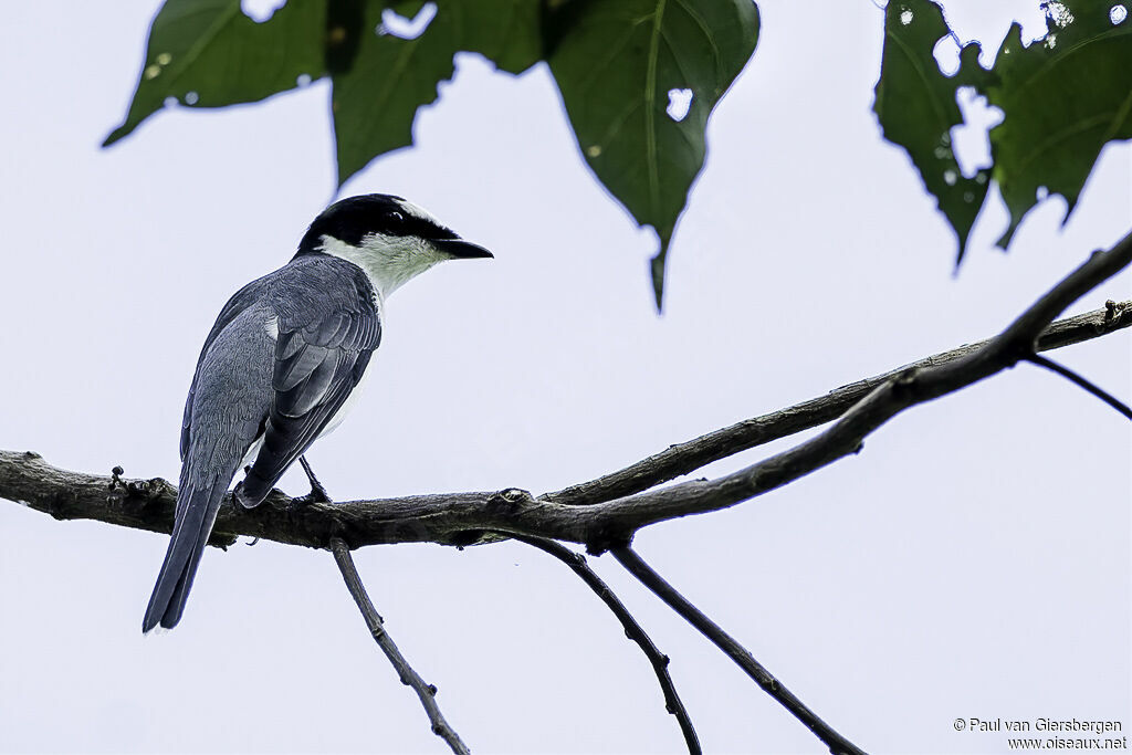 Minivet cendré mâle adulte