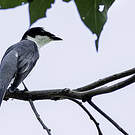 Minivet cendré
