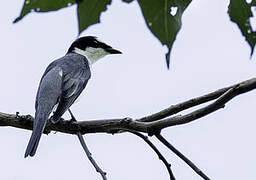 Ashy Minivet