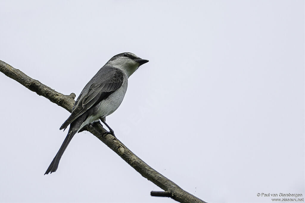 Minivet cendré femelle adulte