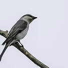 Minivet cendré