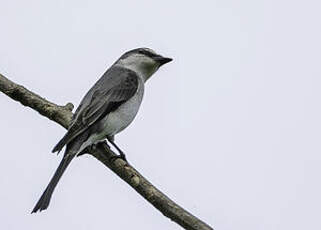 Minivet cendré