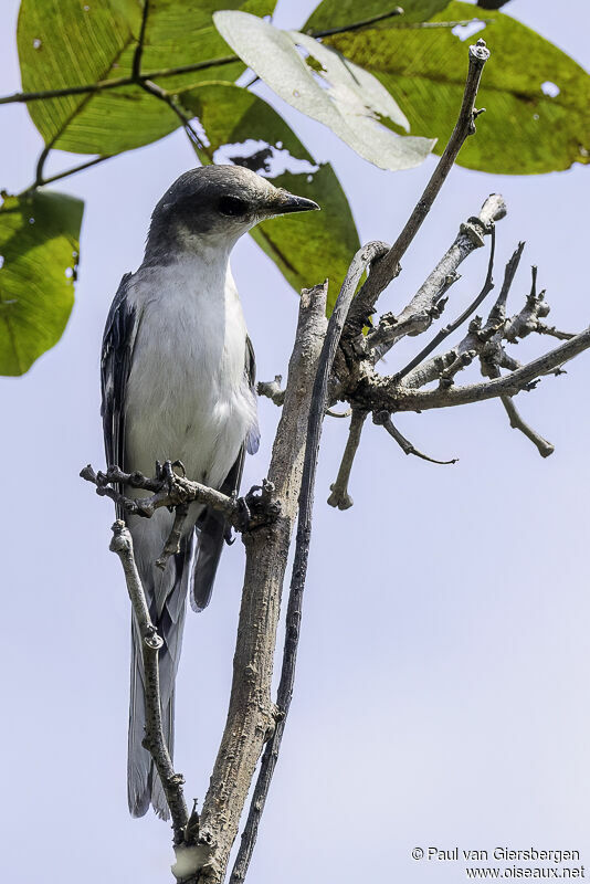 Minivet cendré femelle adulte