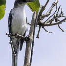 Minivet cendré