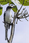 Ashy Minivet