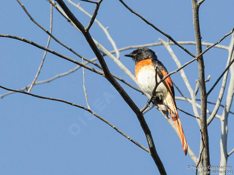 Minivet de Sumbawa