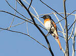 Minivet de Sumbawa