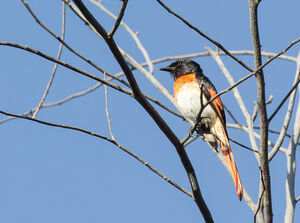 Minivet de Sumbawa