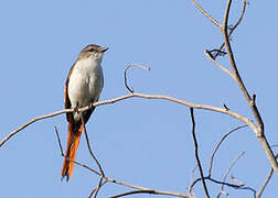 Little Minivet