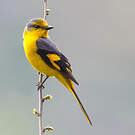 Minivet écarlate