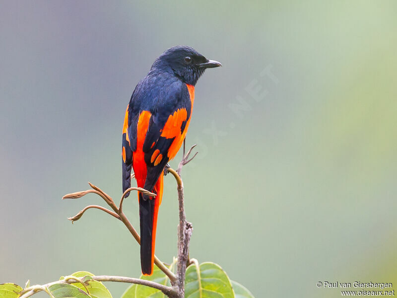 Scarlet Minivet male adult