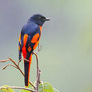Minivet écarlate