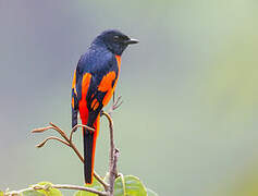 Scarlet Minivet